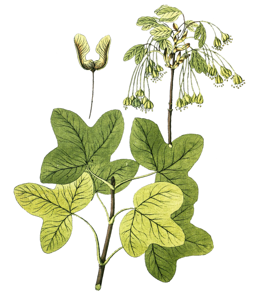 maple leaves and seeds illustration